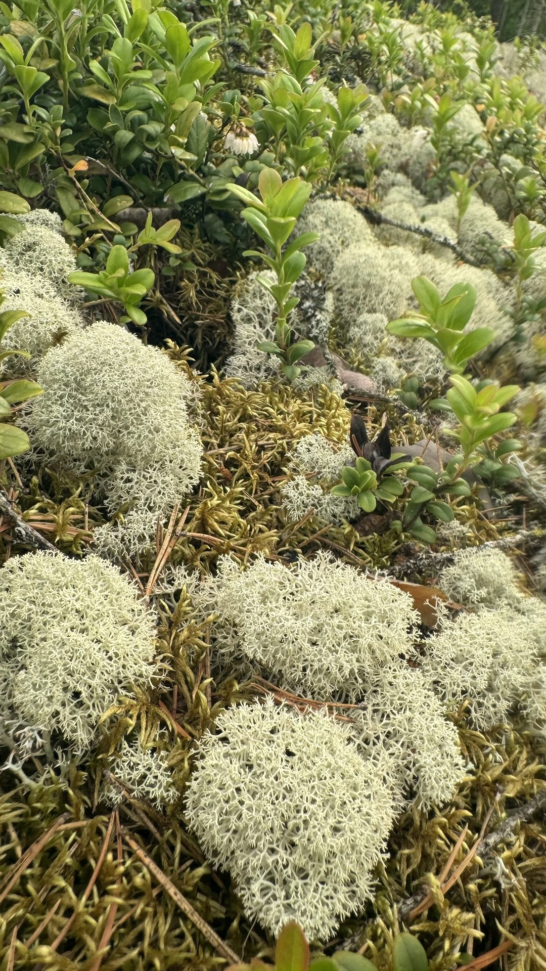 Natur
