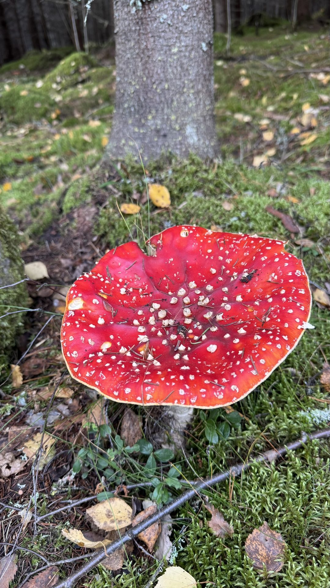 Natur
