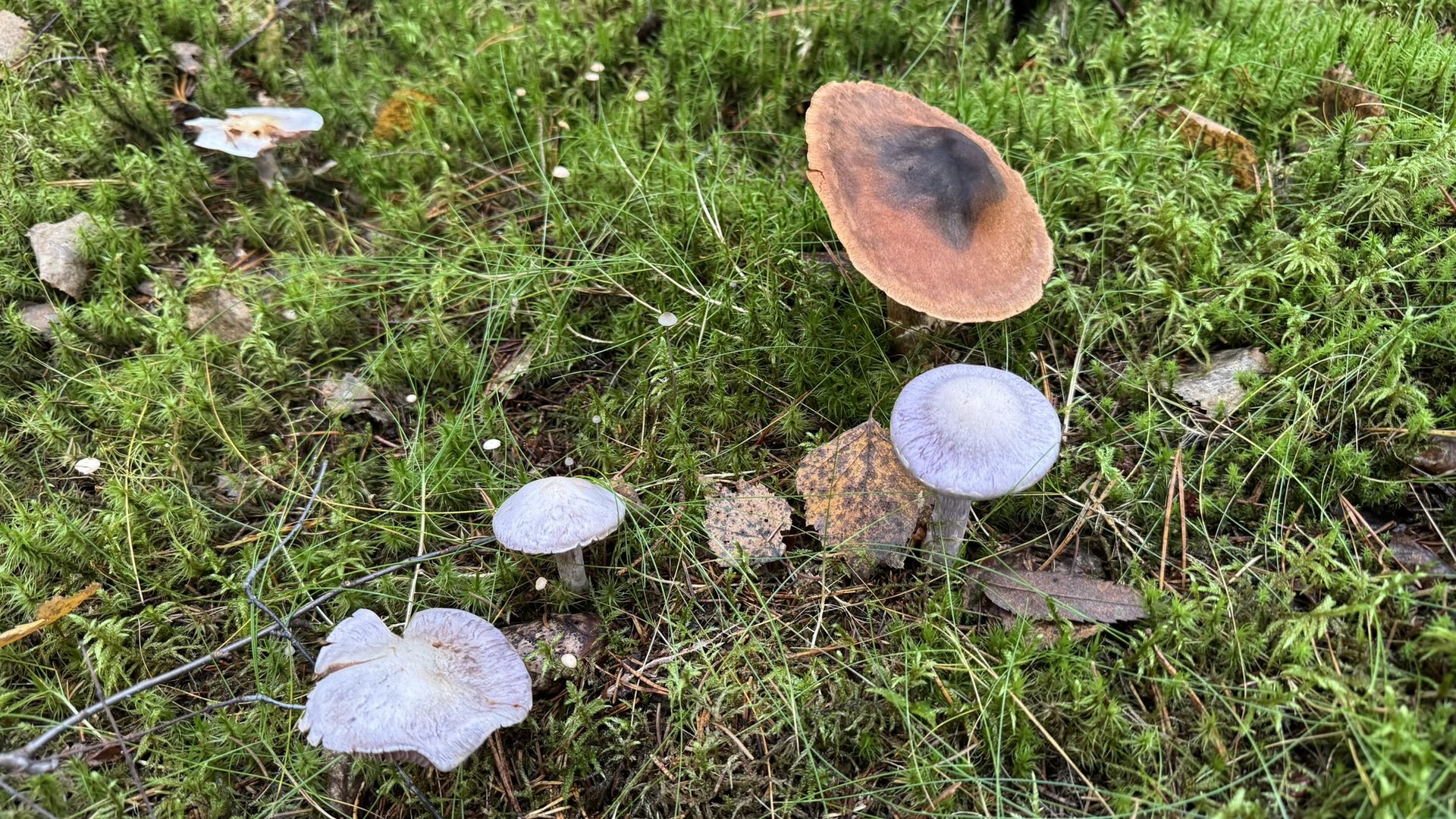 Natur