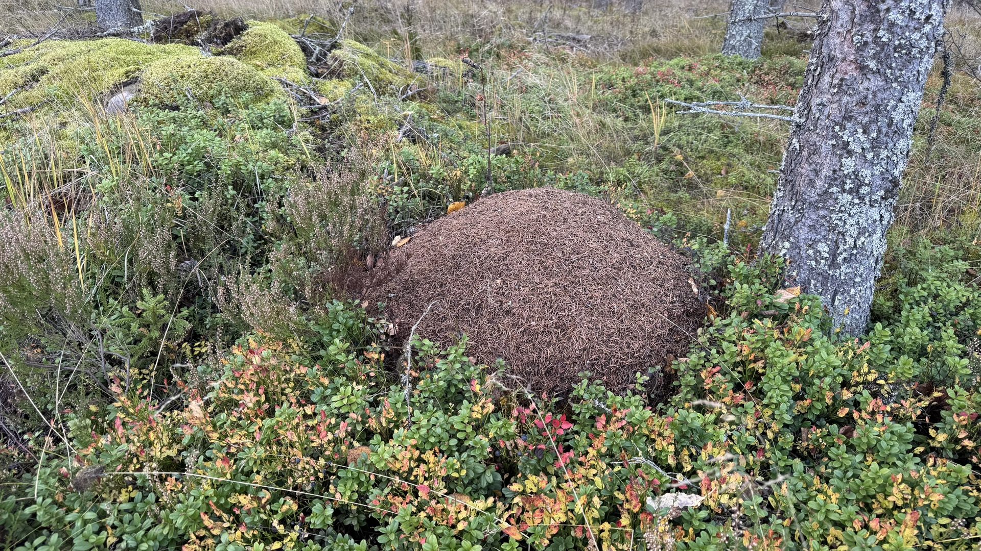 Natur